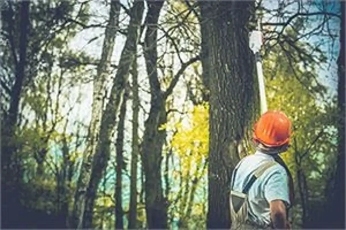 Two way radios helping forestry workers to see the wood for the trees